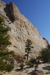 A ponderosa garden [mon sep 1 08:59:24 mdt 2025]